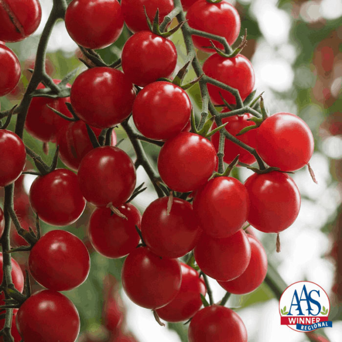 Tomato Crokine - 2020 AAS Edible - Vegetable Winners