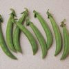 Stringless, edible pods are perfect for healthy, garden fresh snacking, stir-frying, or freezing for later.