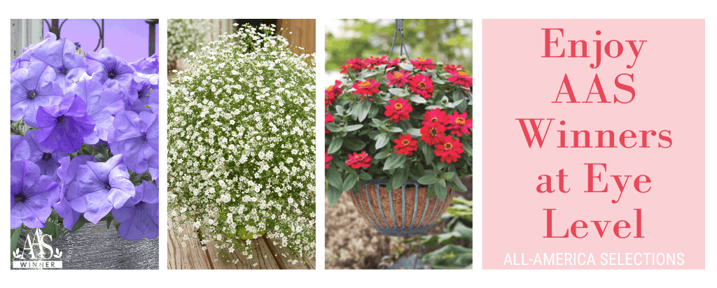 6 tips for creating a successful hanging basket with AAS Winners - All-America Selections