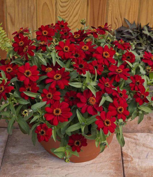 Zinnia Profusion Red - 2017 Flower Winner
