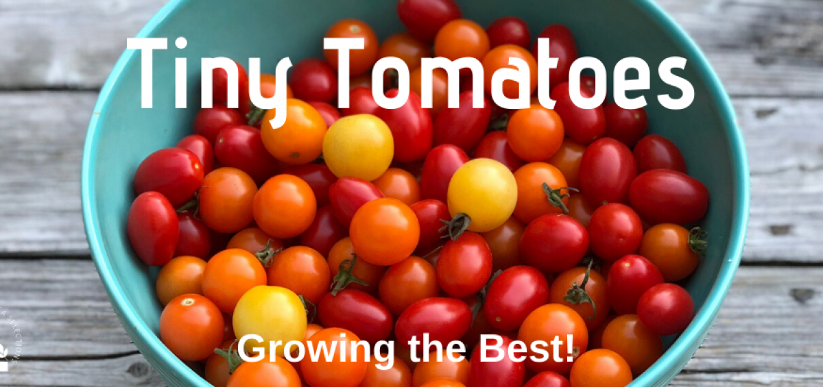 Tiny Tomatoes - The best cherry and small-fruited tomatoes to grow in garden beds and containers - All-America Selections Winners