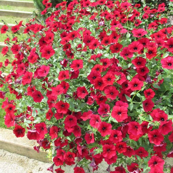 Petunia Tidal Wave Red Velour - AAS Flower Winner