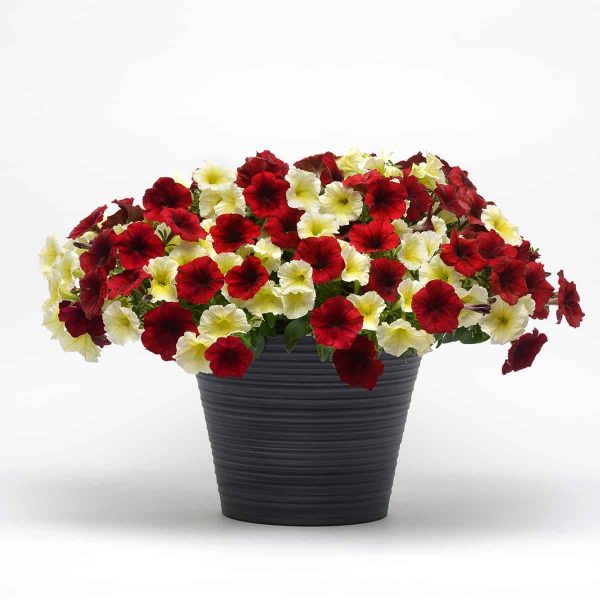 Wave Petunia Combinations