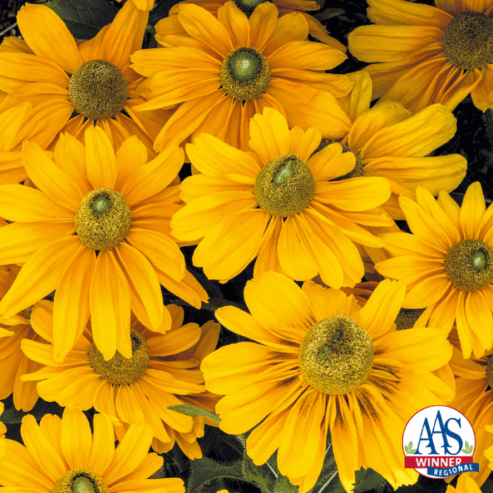 Rudbeckia Amarillo Gold Flowers - AAS Flower Winner