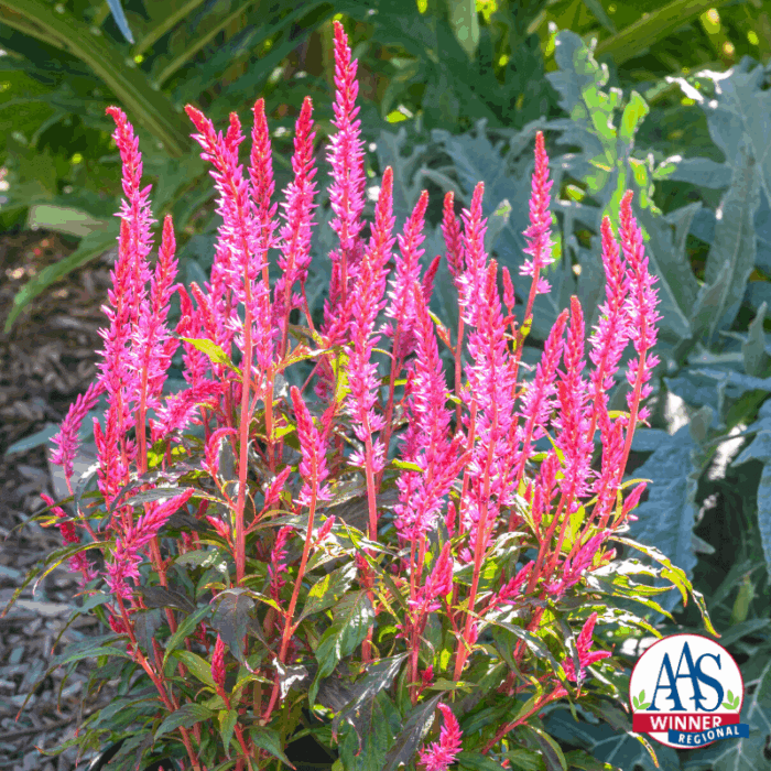 Celosia Kelos® Candela Pink - AAS Winner
