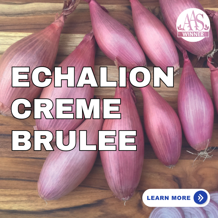 Echalion Creme Brulee