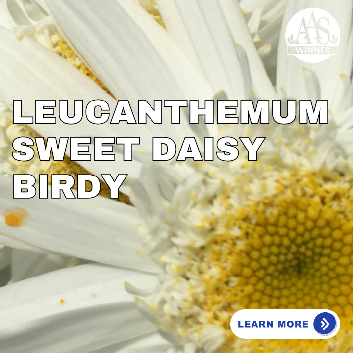 Leucanthemum Sweet Daisy Birdy