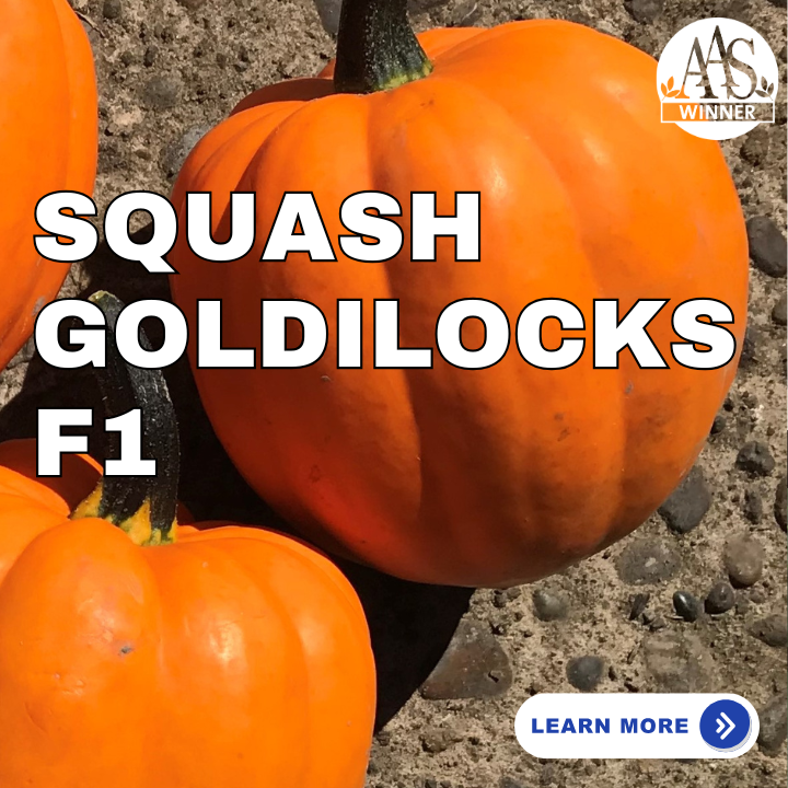 Squash Goldilocks