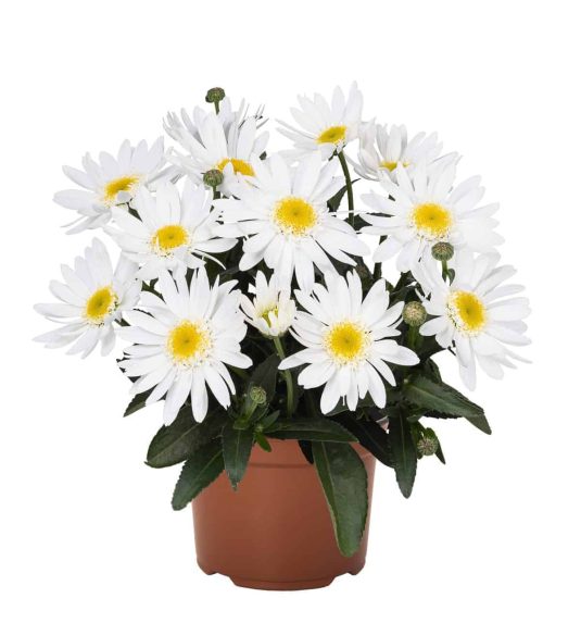 Leucanthemum Sweet Daisy Birdy works well in Containers- AAS Perennial Winner