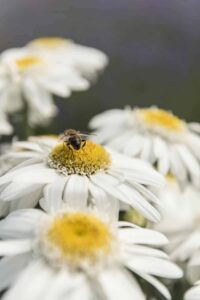 Leucanthemum Sweet Daisy Birdy with Pollinator - AAS Perennial Winner
