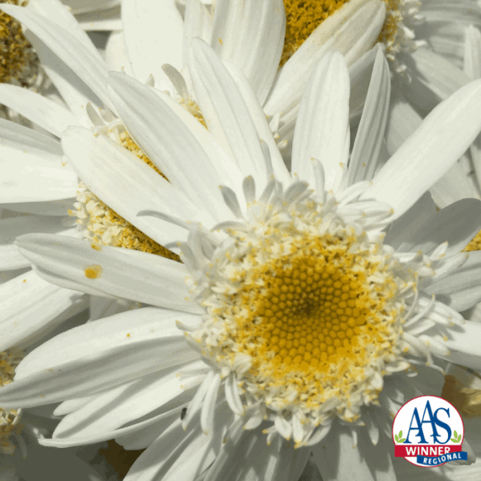 Leucanthemum Sweet Daisy Birdy - AAS Perennial Winner