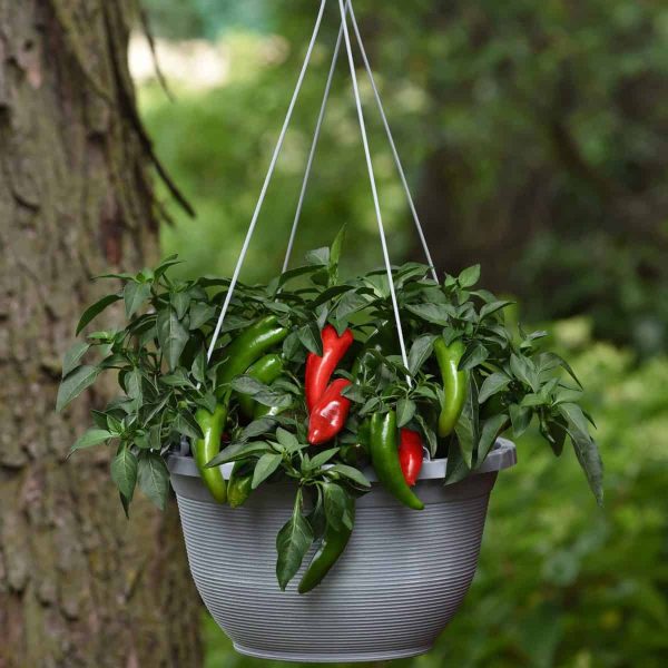 Pepper Pot-a-peno - AAS Winner