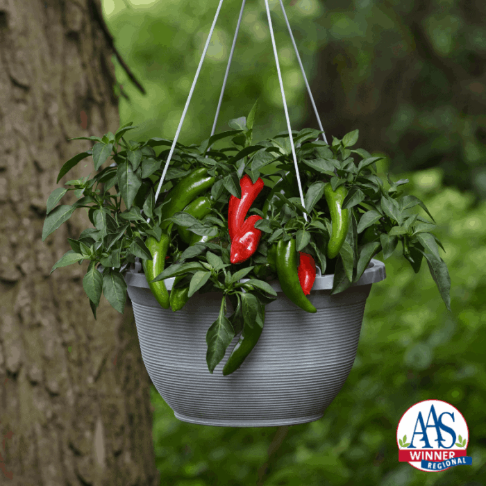 Pepper Pot-a-peno - AAS Edible - Vegetable Winner