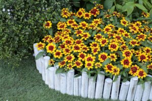 Zinnia Profusion Red Yellow Bicolor - AAS Gold Medal Flower Winner