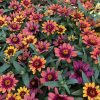 Zinnia Profusion Red Yellow Bicolor - AAS Gold Medal Flower Winner