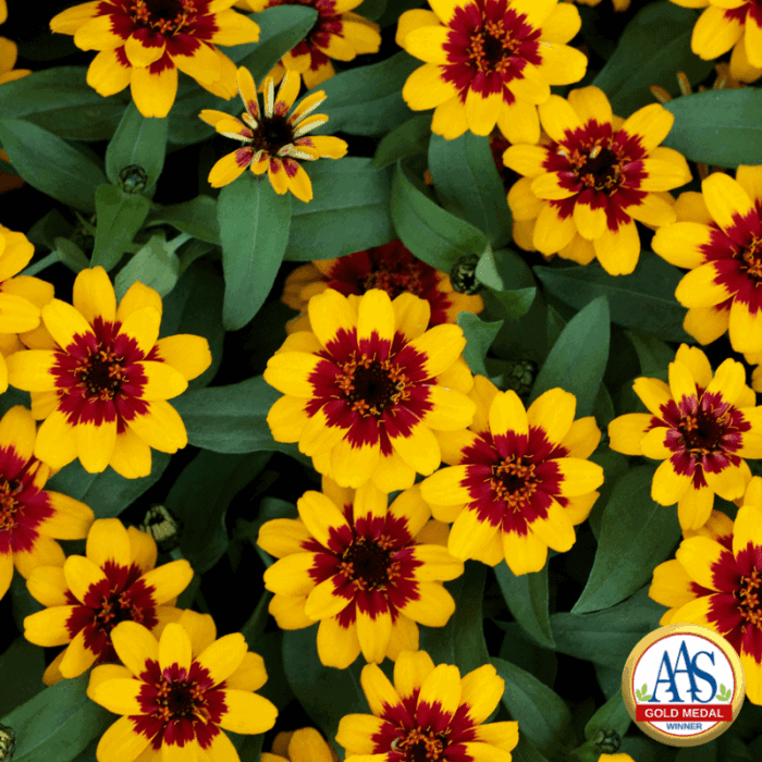 Zinnia Profusion Red Yellow Bicolor - AAS Gold Medal Flower Winner