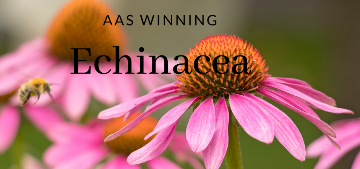 AAS Winning Echinacea for your perennial garden - All-America Selections
