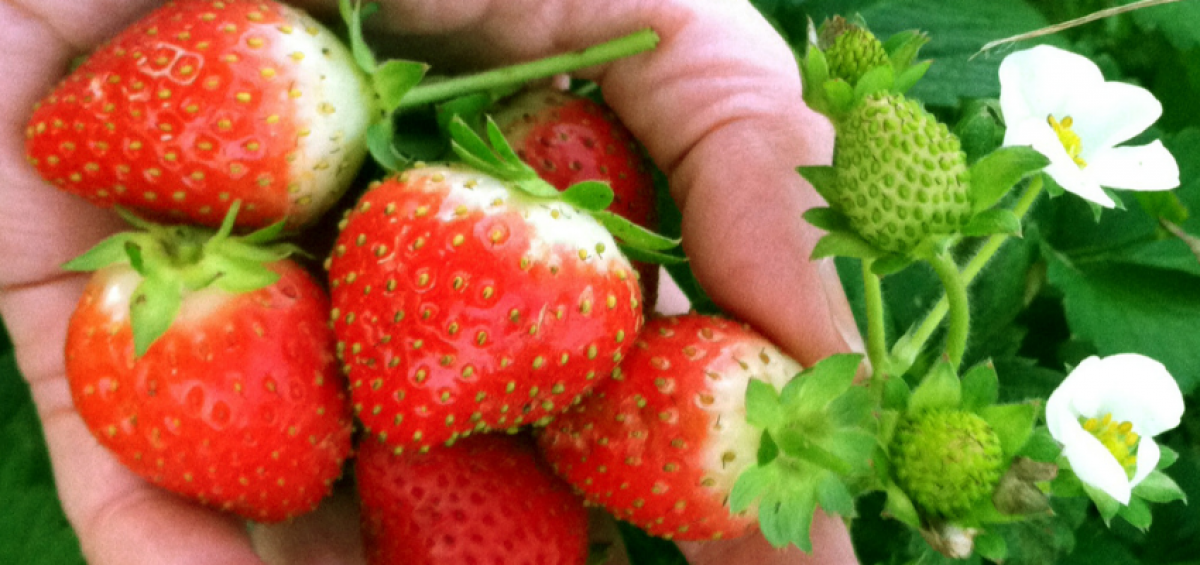 Strawberry Delizz® Delivers Easy and Delicious Strawberries!