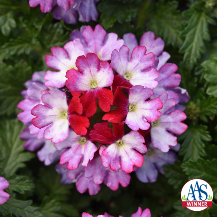 Verbena Beat Purple White AAS Winner