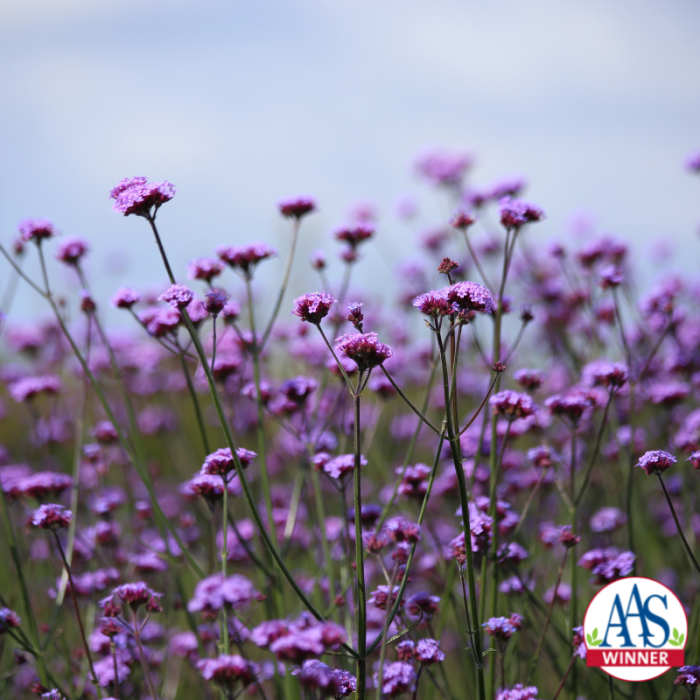 Verbena bonariensis Vanity 2022 All America Selections Winner