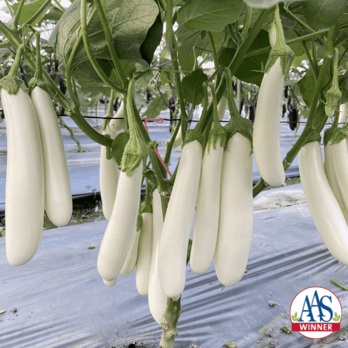 Eggplant Icicle - AAS Edible-Vegetable Winner
