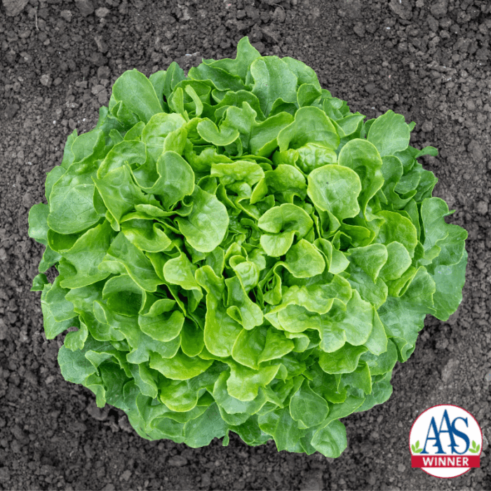 Lettuce Bauer - AAS Edible-Vegetable Winner