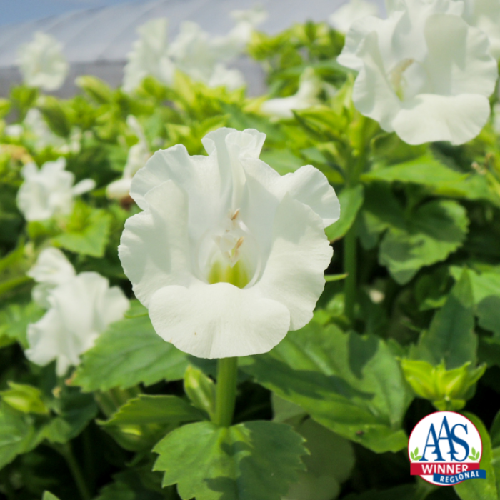Torenia Summery Love Pure White 2022 All America Selections Winner