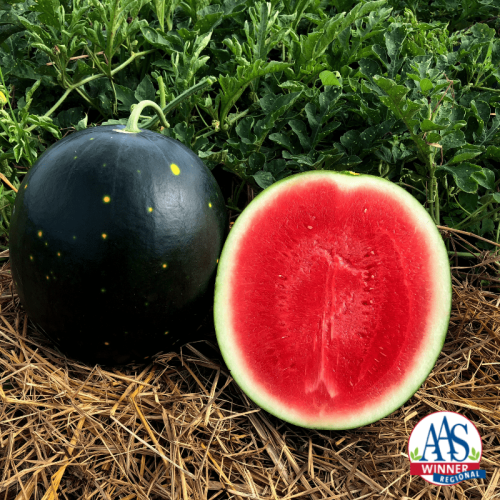 Watermelon Century Star - AAS Edible-Vegetable Winner