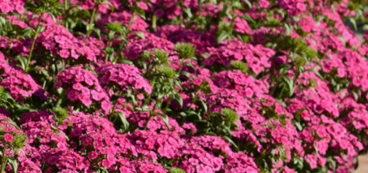 9 Pretty Pinks to add to your garden - Pink flowers bring a massive color range from pale pink to deep magenta - All-America Selections