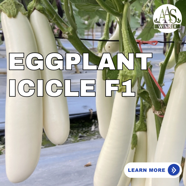 Eggplant Icicle