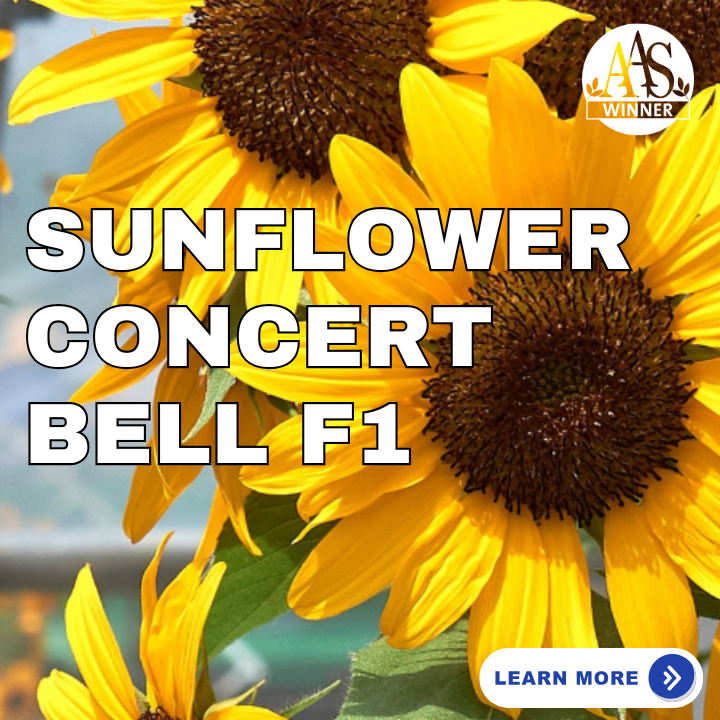 Sunflower Concert Bell F1