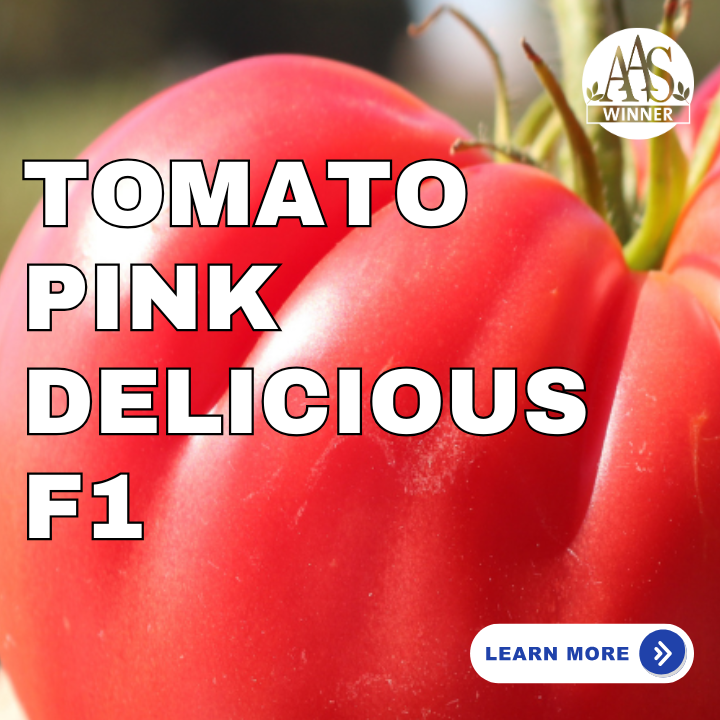 Tomato Pink Delicious