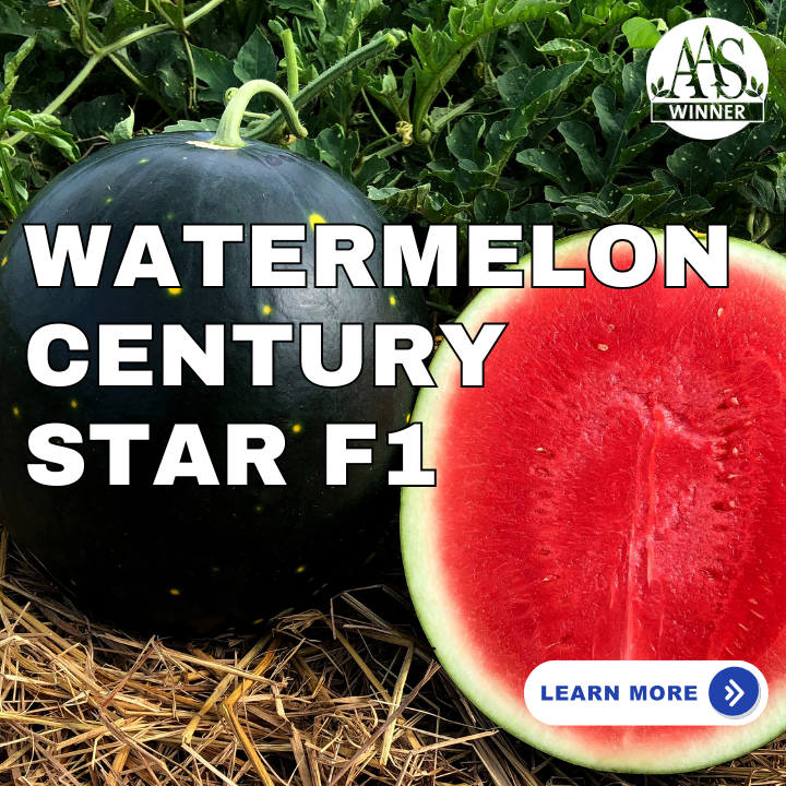Watermelon Century Star