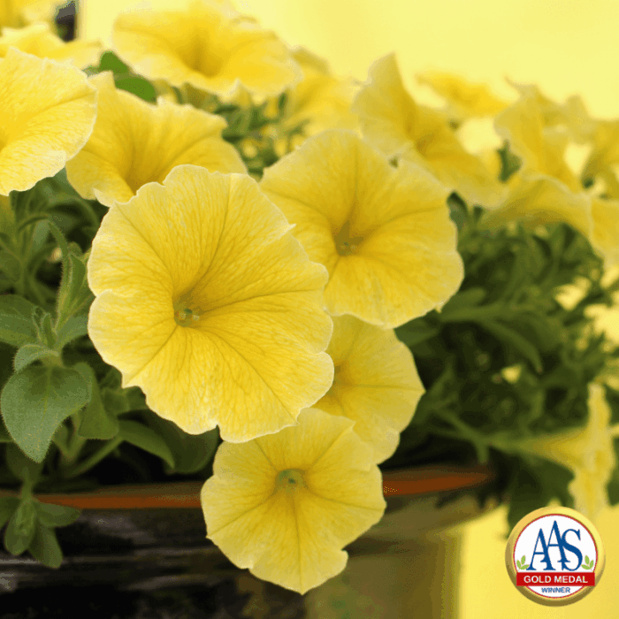 Petunia Bee's Knees - Gold Medal All-America Selection Winner
