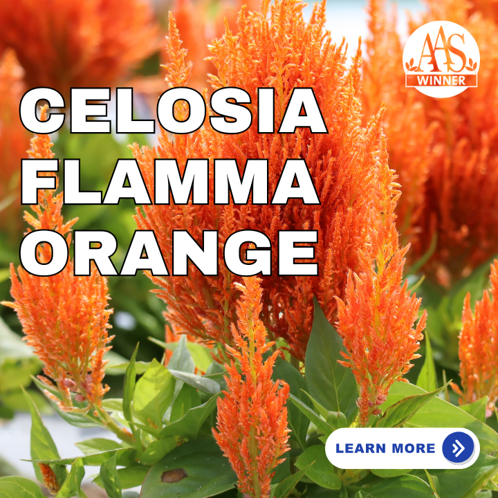 Celosia Flamma Orange