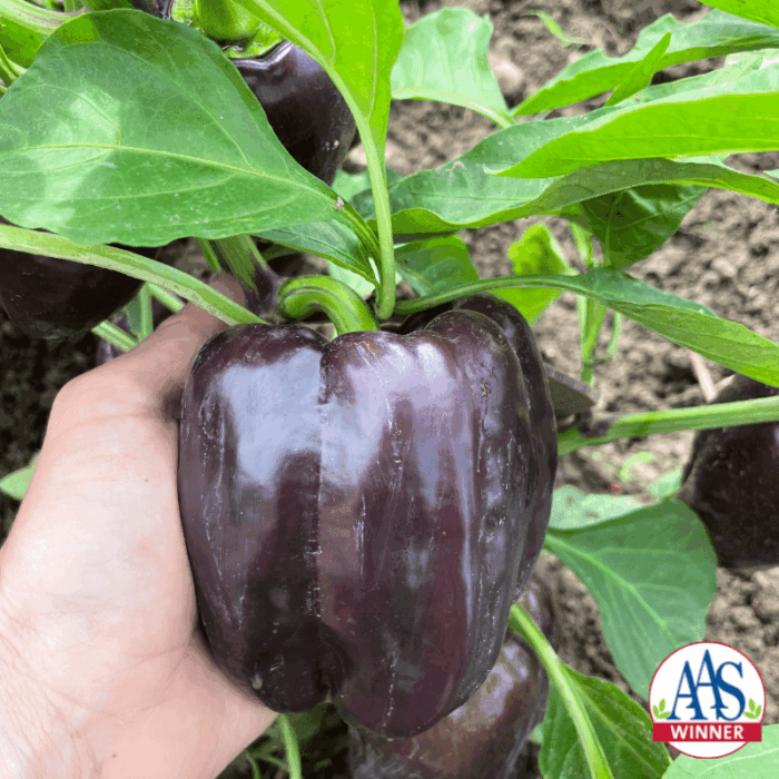 Pepper Dragonfly - All-America Selections Winner