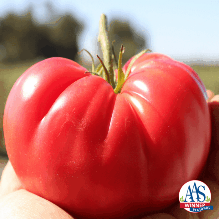 Tomato Pink Delicious - All-America Selection Edible-Vegetable Winner