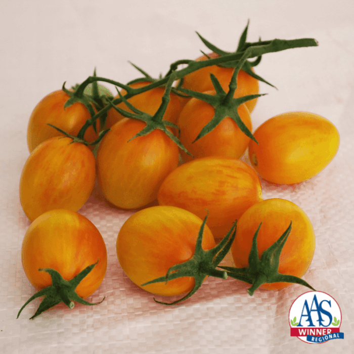 Tomato Sunset Torch F1 - All-America Selections Edible-Vegetable Winner