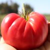 Tomato Pink Delicious - All-America Selection Edible-Vegetable Winner