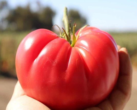 Tomato Pink Delicious - All-America Selection Edible-Vegetable Winner