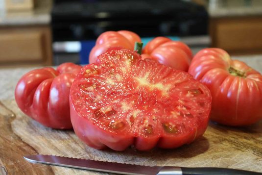 Tomato Pink Delicious has a heirloam look but with all the benefits of a heirloom - AAS Winner Tomato Pink Delicious