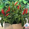 AAS Winner Pepper Quickfire produces plenty of hot delicious peppers on a compact, sturdy plant perfect for containers
