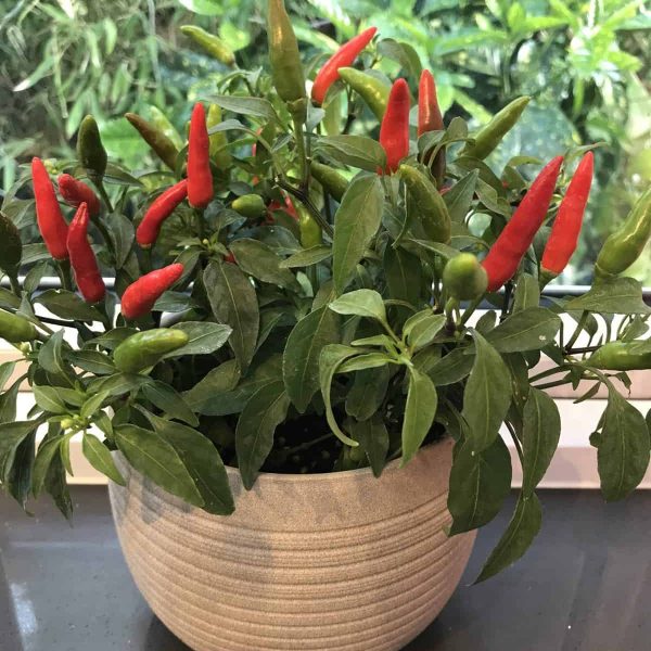 AAS Winner Pepper Quickfire produces plenty of hot delicious peppers on a compact, sturdy plant perfect for containers