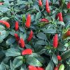 AAS Winner Pepper Quickfire produces plenty of hot delicious peppers on a compact, sturdy plant perfect for containers