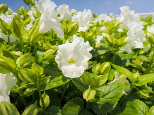 Torenia Summery Love Pure White AAS Winner has pure white flowers on compact plants