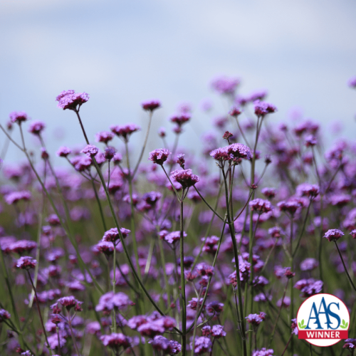Verbena bonariensis Vanity AAS Winner that creates a pollinator paradise with a compact habit perfect for containers.