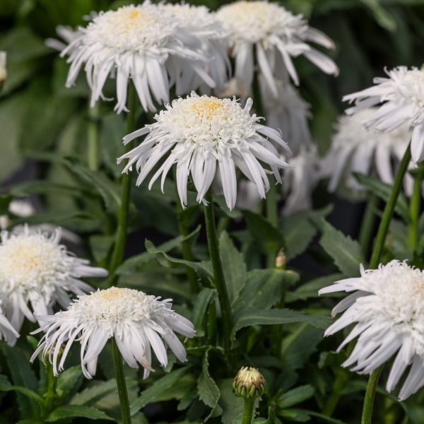 Leucanthemum Carpet Angel® - AAS Perennial Winner