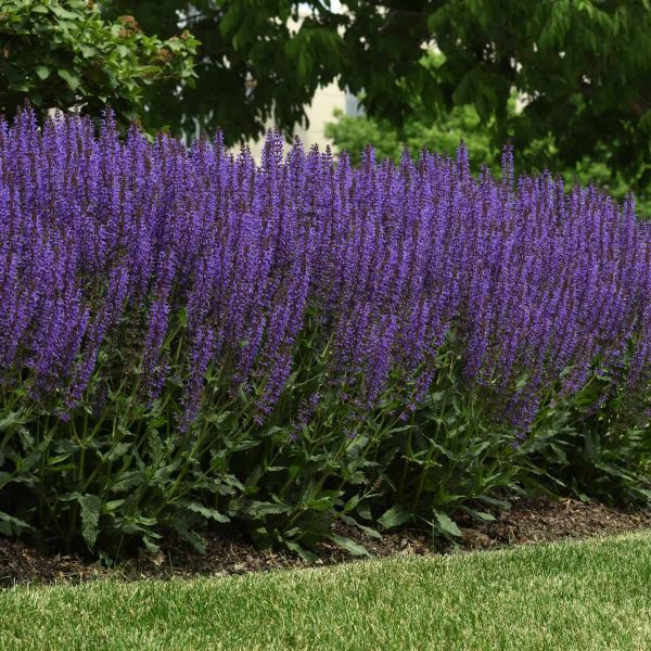 Salvia Blue by You - AAS Perennial Winner