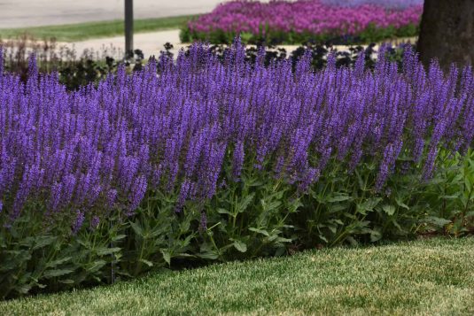Salvia Blue by You - AAS Perennial Winner
