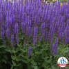 Salvia Blue by You - AAS Perennial Winner